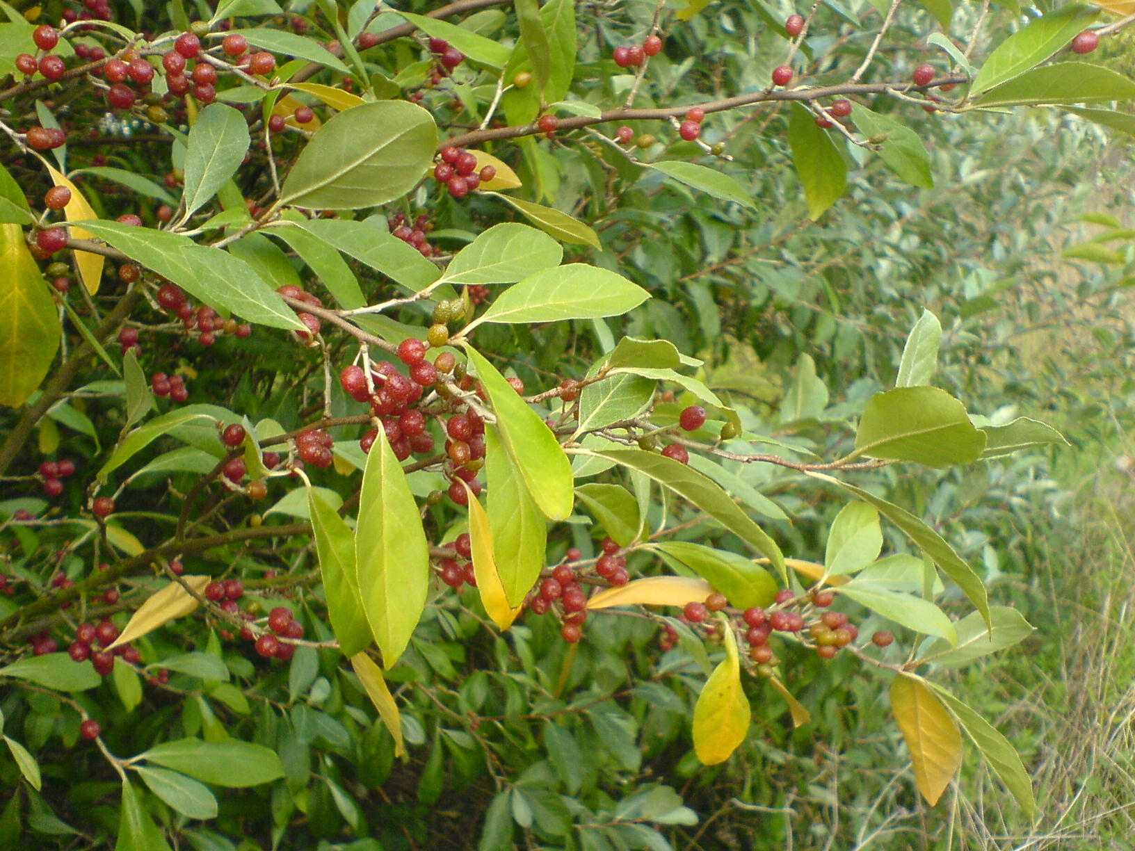 Elaeagnus fruit