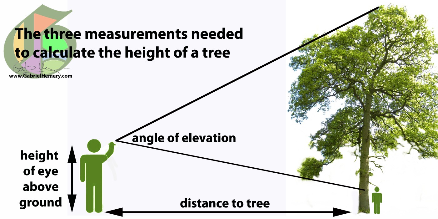 how to calculate tree height