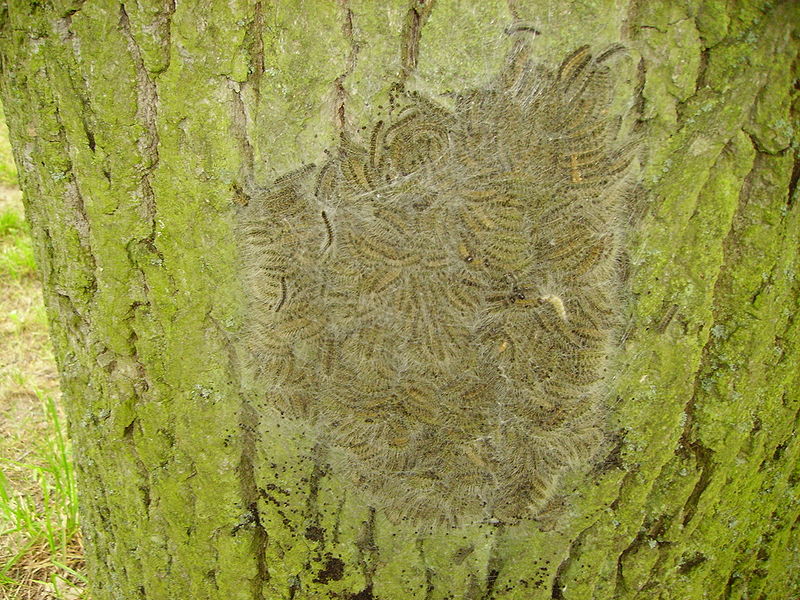 Oak processionary moth nest