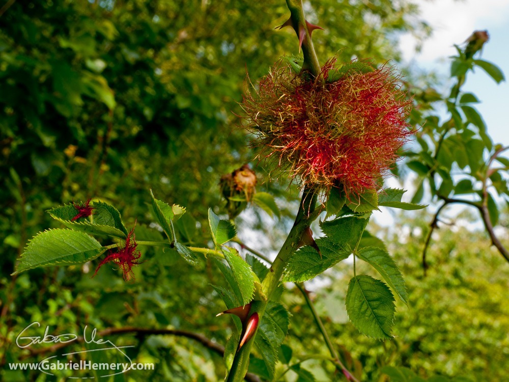 Robin's pincushion gall - Diplolepis rosae