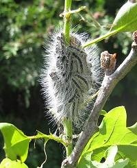 Oak Processionary Moth caterpillars - visit Forest Research webpage