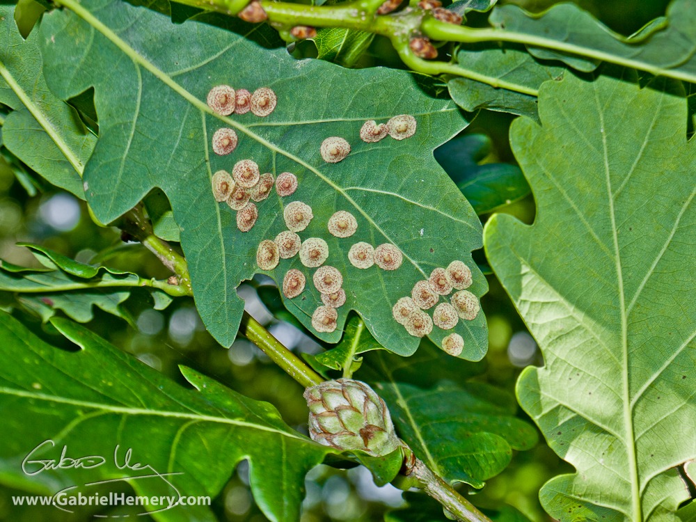 Oak artichoke gall on stem (centre bottom) and oak spangle galls on leaf underside of a pedunculate oak (Quercus robur)