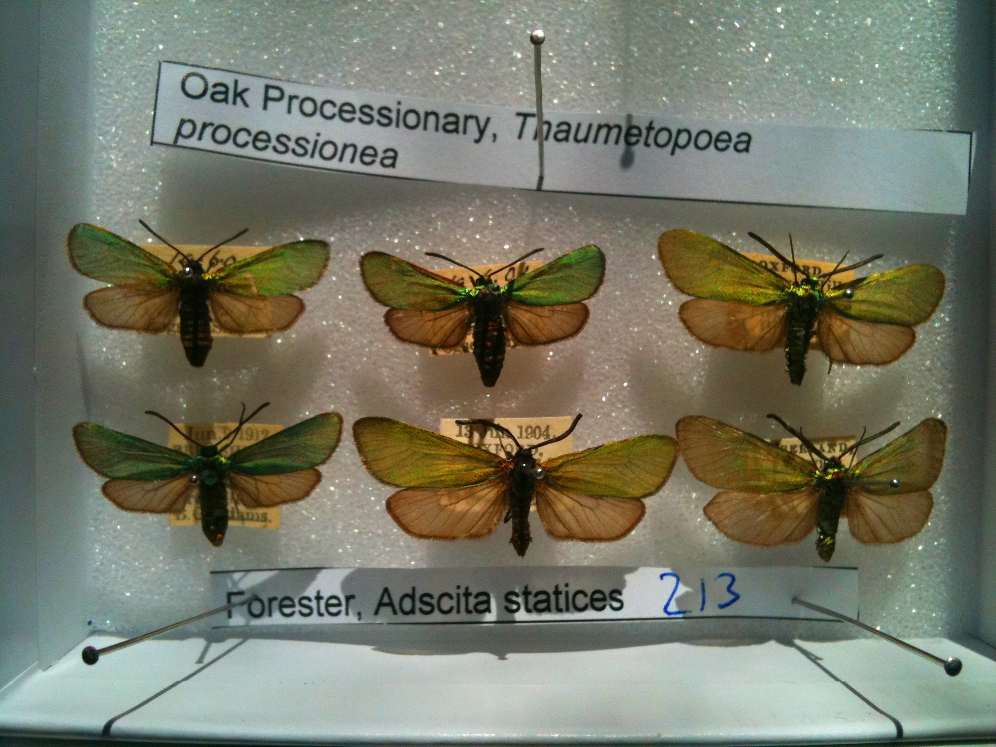 Forester moths