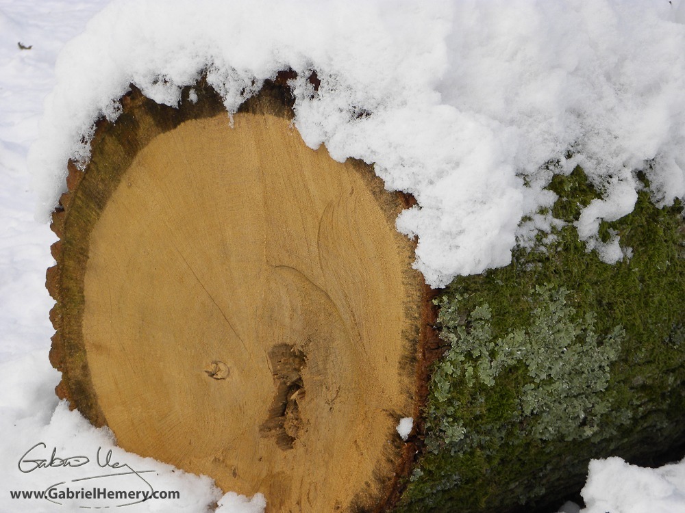 oak log in snow