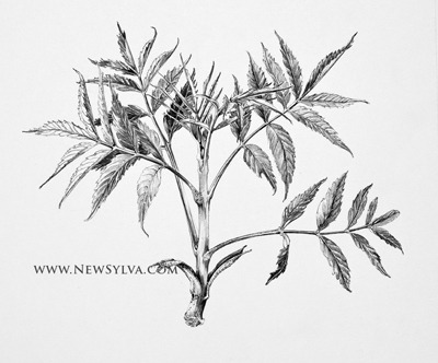 Ash (Fraxinus excelsior) shoot with emerging leaves. Drawing by Sarah Simblet.
