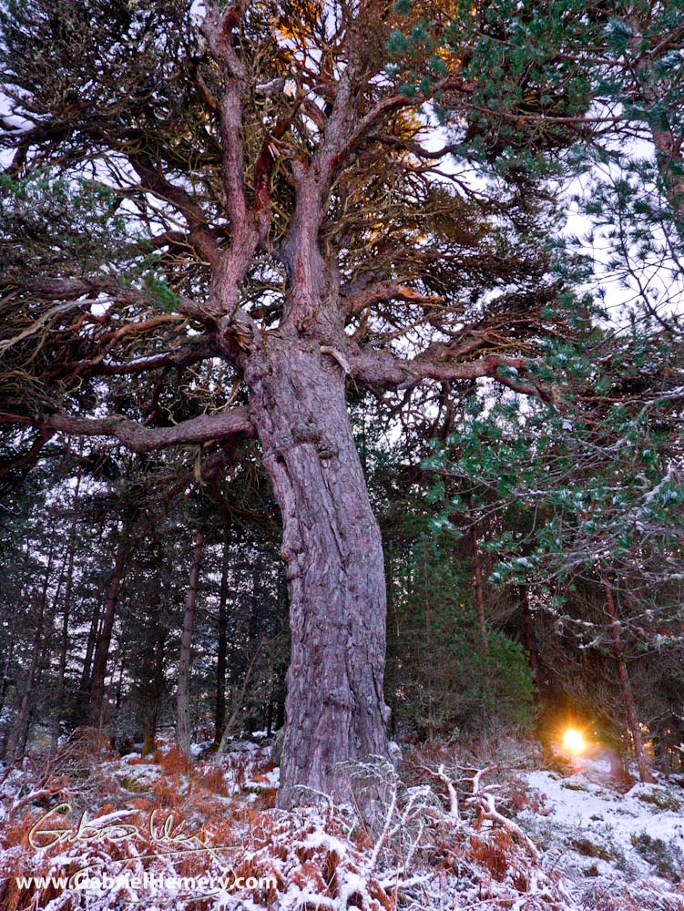 Caledonian pine and winter sun