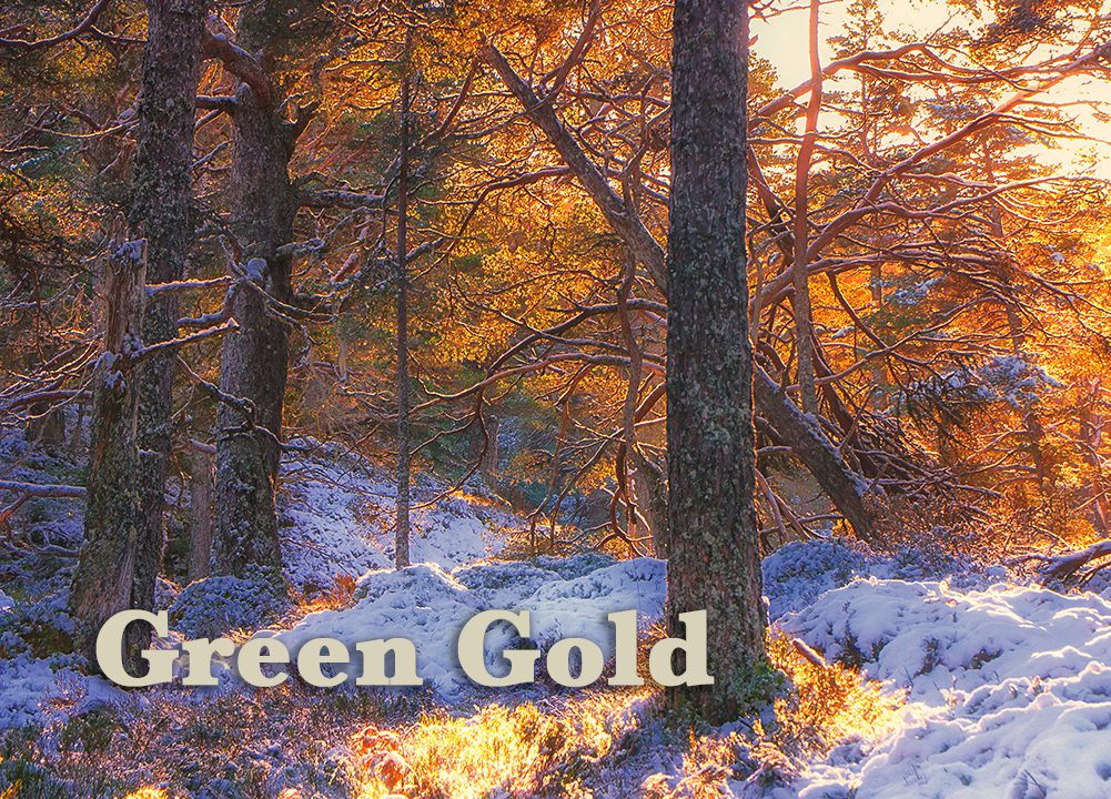 Green Gold by Gabriel Hemery