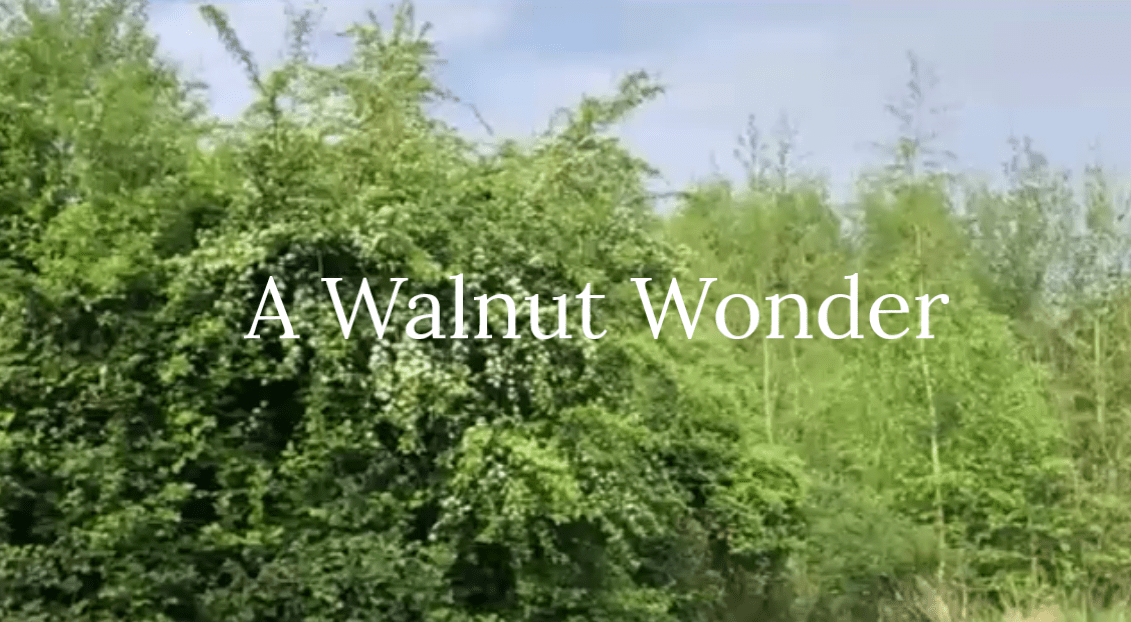 A Walnut Wonder