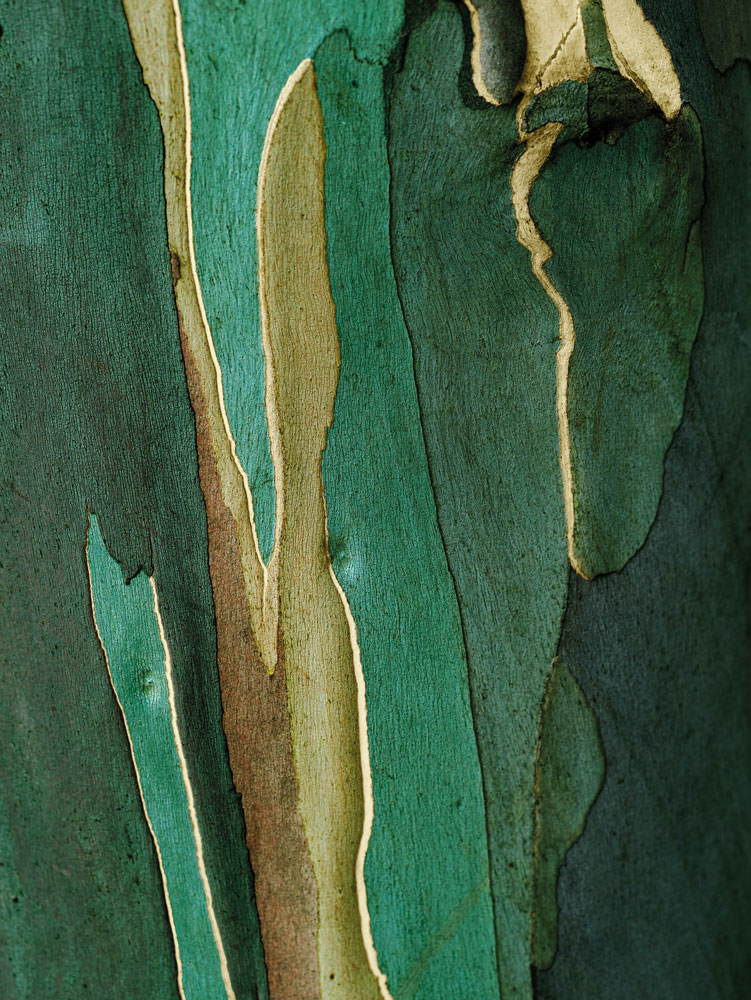 Tree Bark image for Temple Spa by Gabriel Hemery
