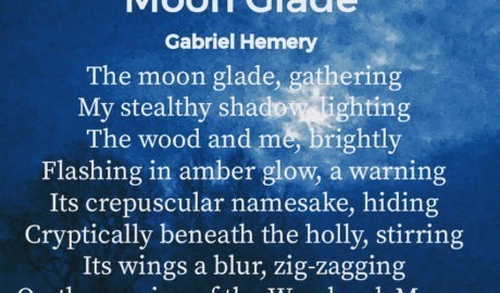 Moon Glade by Gabriel Hemery