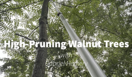 high-pruning walnut