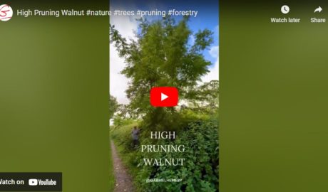 high pruning walnut