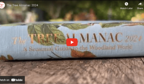 The Tree Almanac 2024 short film