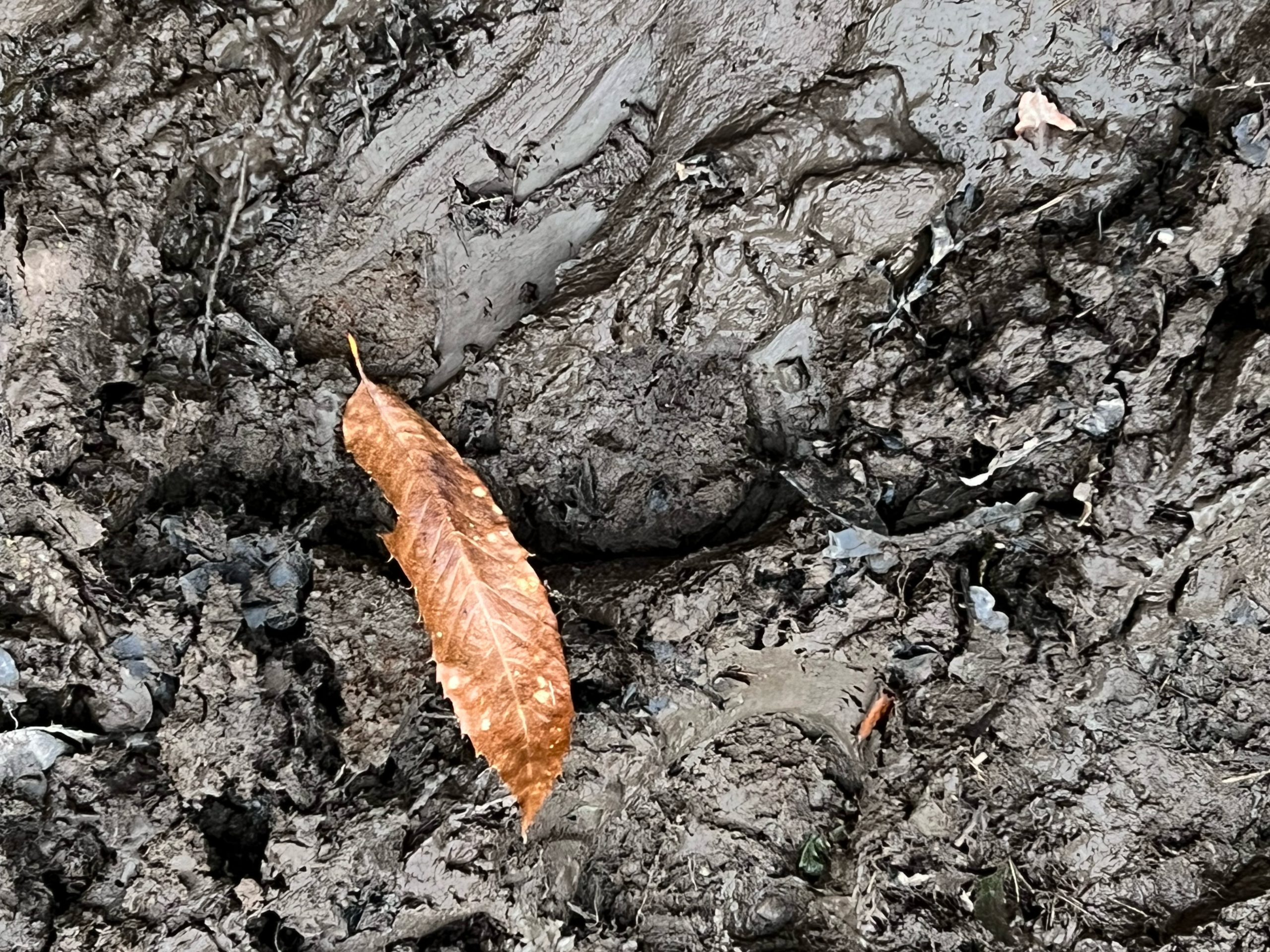 sweet chestnut leaf and mud