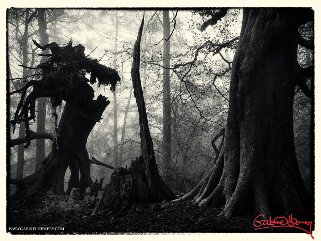 A real-life woodland in Dorset, England, evokes imagery of The Legend of Sleepy Hollow.