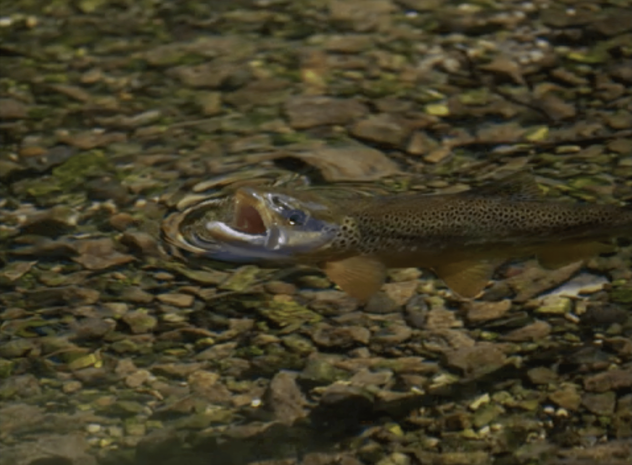 a brown trout rises for a mayfly
