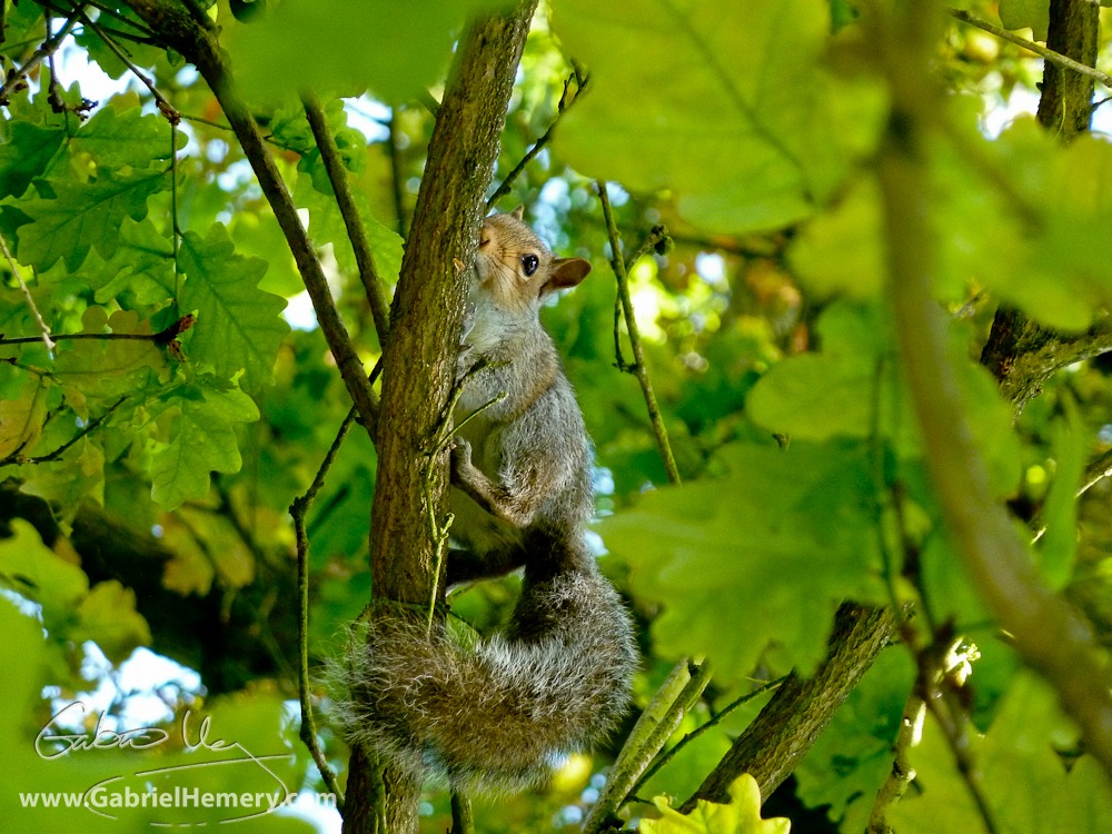 Grey squirrel in oak tree