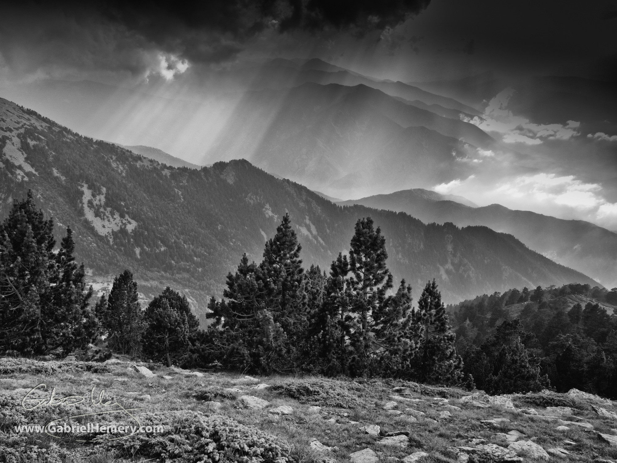 Pine trees on the slopes of M. Canigou, Pyrénées-Orientales