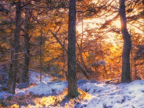 Winter Caledonian pinewood with Scots pine (Pinus sylvestris)