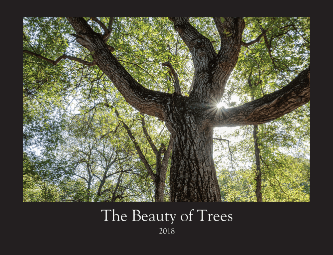 Beauty of Trees-2018 Calendar - by Gabriel Hemery