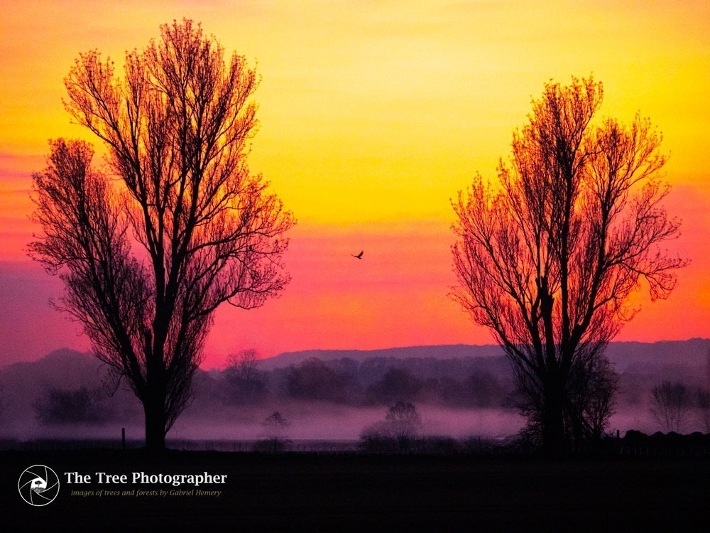 Dawn in rural Oxfordshire with spectacular sky colours and to silhouetted trees and a solitary bird. Photo Gabriel Hemery