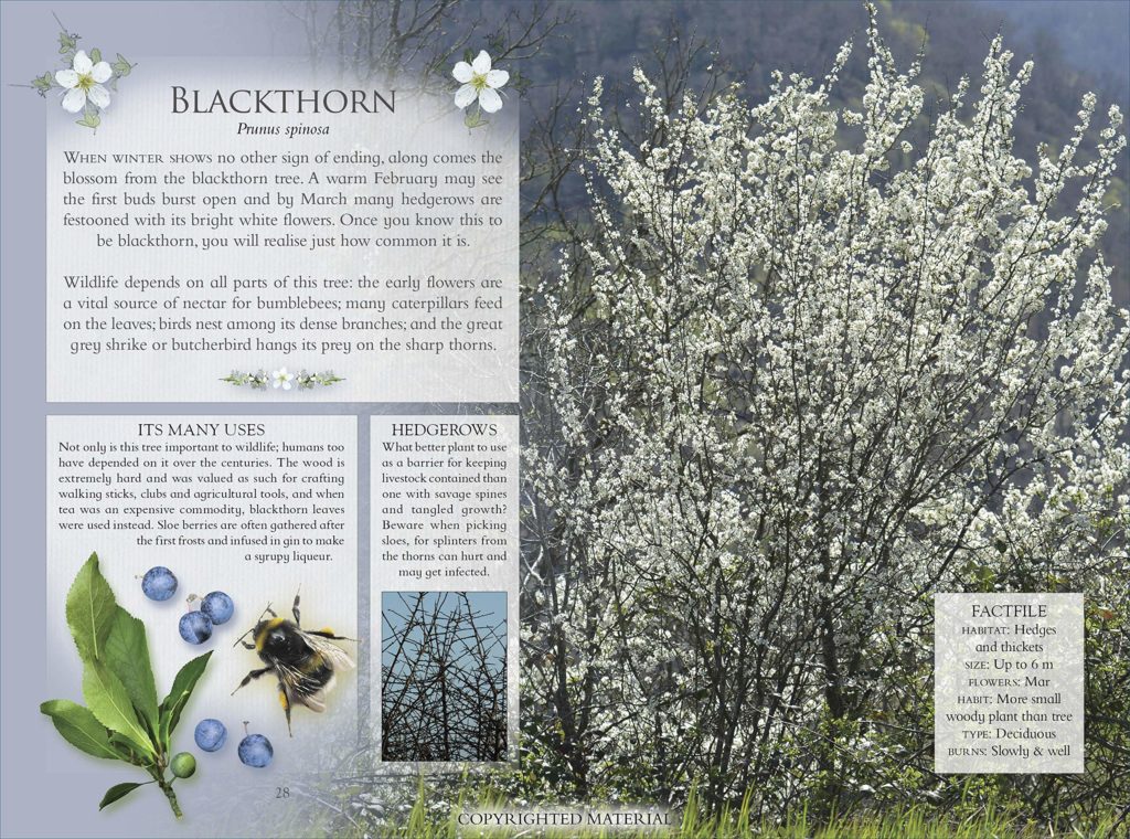 Blackthorn from The Little Book of Trees