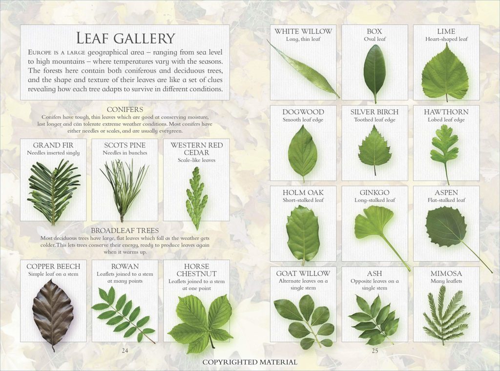 Leaf Gallery from The Little Book of Trees