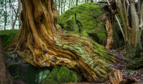 yew tree roots and rock