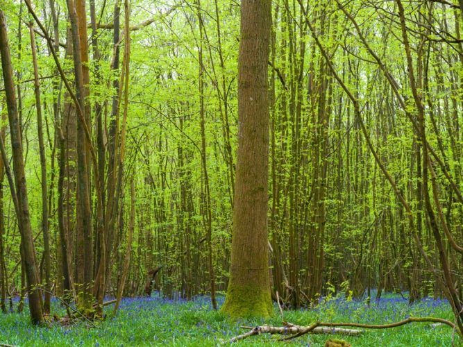 Day 40 | Hornbeam Coppice and Bluebells