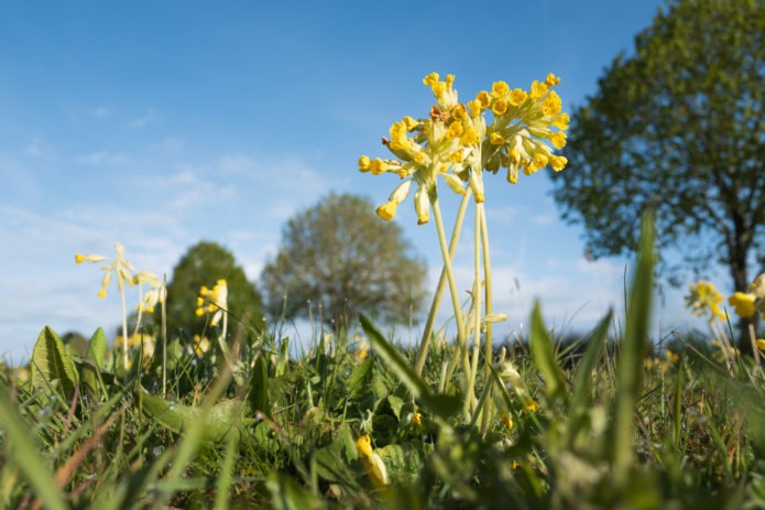 Day 56 | Cowslips