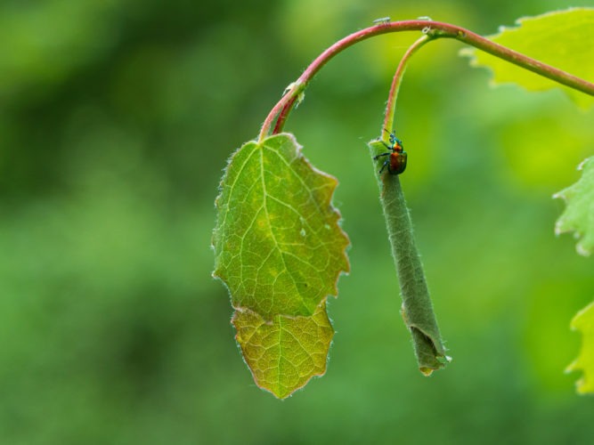 Day 73 | Aspen leaf-rolling weevil