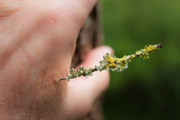 Day 84 | The Lichen Thorn