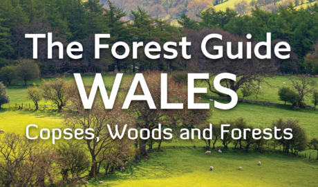 The Forest Guide: Wales by Gabriel Hemery is published by Bloomsbury in 2025