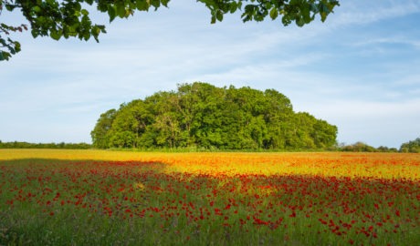 poppies and trees