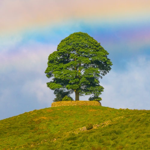 Day 126 | Rainbow Tree