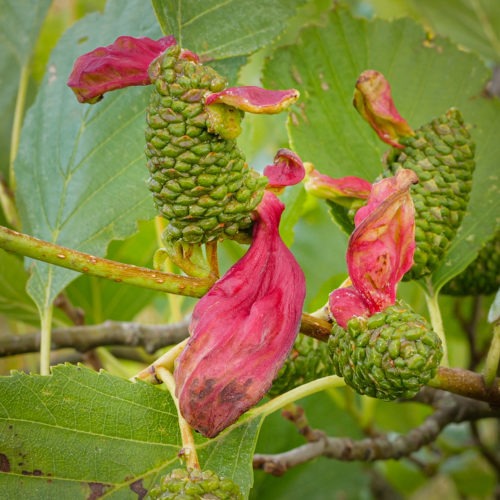 Day 129 | Alder Tongue Gall