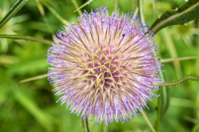 Day 163 | Teasel Beetle