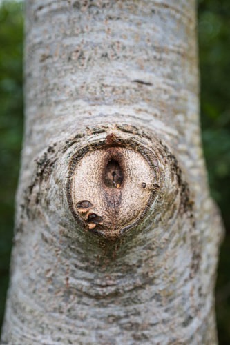 Day 174 | Occlusion of a walnut wound one year after pruning