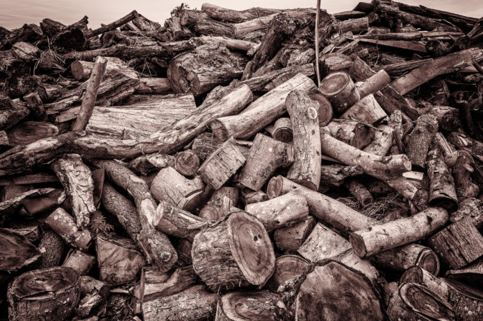 Day 184 | Wood Waste Mountain