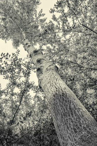 Day 187 | High Pruned - a hybrid walnut tree that has been high-pruned to improve timber quality