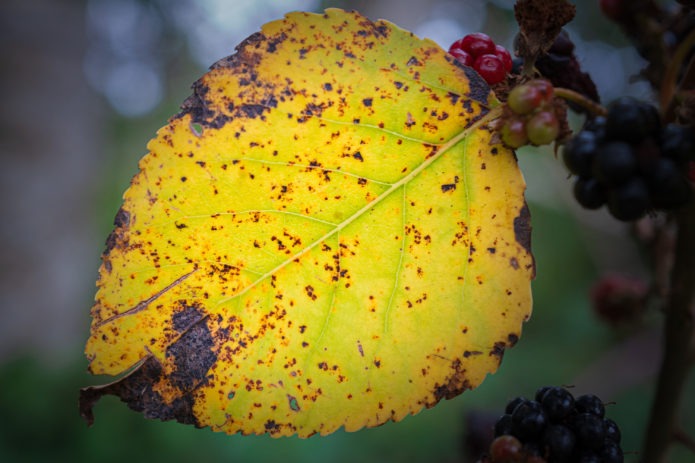 Day 190 | Rust  poplar rust visible on a leaf in late summer