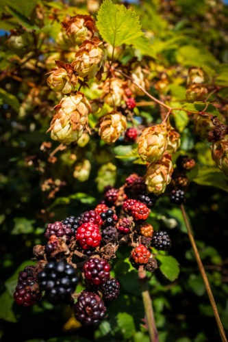 Day 199 | Hopping Fruity  wild hops growing with bramble