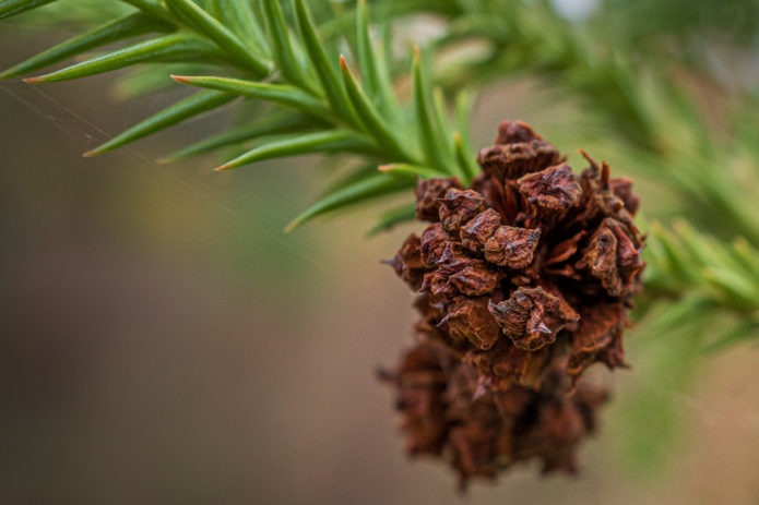 Day 250 | Japanese Red Cedar