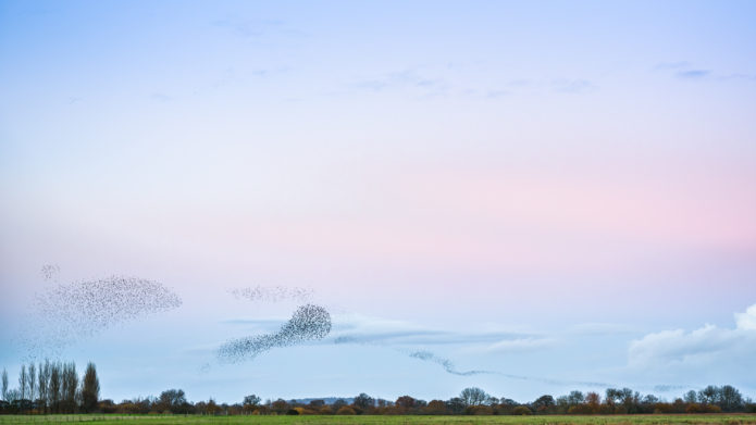 Day 276 | Murmuration - a huge flocks of starlings come to roost in Oxfordshire